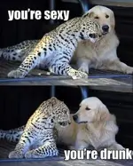 e2cfe7198889425e257971c07d16fda7--hilarious-animal-pictures-hilarious-animals.webp e2cfe7198889425e257971c07d16fda7--hilarious-animal-pictures-hilarious-animals.webp