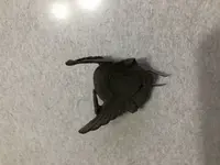 bent wings.webp
