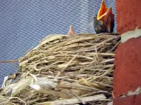 DSCN9752.webp