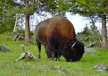 Lewis and Clark 2004 079 (2).webp