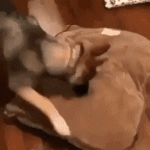 M2TQju0Z_2019711215706.gif