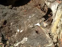 DSCF0012.webp