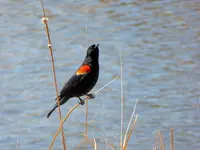 walk 042719 2.webp