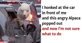 39-funny-animal-memes-that-are-impawsible-not-to-laugh-at-758x397.webp