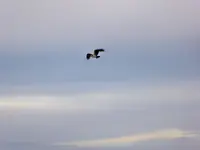 osprey waneka 051619 2.webp