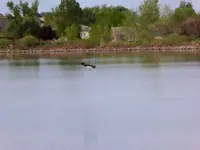 osprey waneka 051619 1.webp