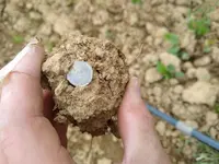 Button in Dirt.webp