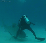 385558e5b965ee135e0fadf999ff66b1.gif