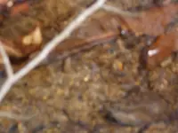 DSCN0578.webp