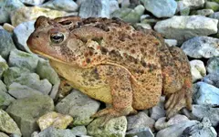 toad1A.webp