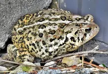 toad2.webp