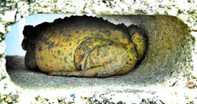 toad1.webp