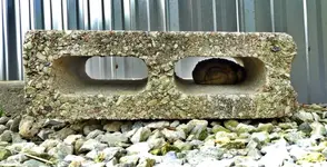toadhouse.webp
