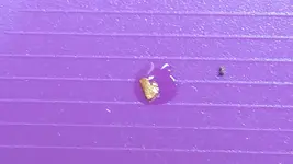 gold claw.webp