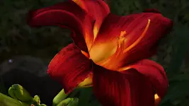 DSCN2690.webp