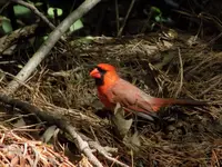 DSCN2634.webp