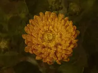 DSCF0048.webp