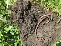worm.webp