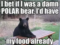 I-Bet-if-i-Was-A-Damn-Polar-Bear-Funny-Meme.webp