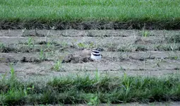 K1600_DSCN6217.webp