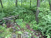 cabin cellar.webp