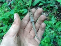 Very old knife.webp Very old knife.webp
