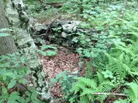 stone lined cellar.webp