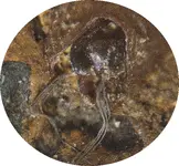 Conglomerate Rock 4.webp