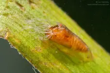 Black-fly-pupa-Simuliidae-08.webp