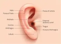 320-7565-hearing-sense-photo3.webp