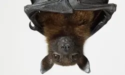 bats-hang-upside-108911323.webp
