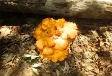 mushroom 2019.webp