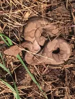 copperhead.webp