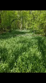 Screenshot_20190529-080522_Gallery_resized.webp