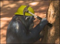 Chimp hammer.jpg