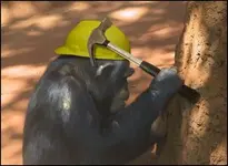 Chimp hammer.webp