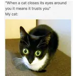 cat-meme-94-1024x1024.webp cat-meme-94-1024x1024.webp