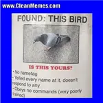 01bird.webp 01bird.webp
