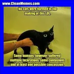 14nocats.webp 14nocats.webp