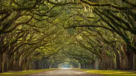 georgia-spanish-moss.webp