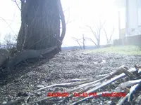 squirrel stretched.webp