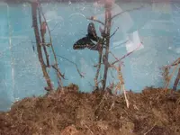 BlackSwallowtailHatched1.webp