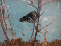 BlackSwallowtailHatched2.webp
