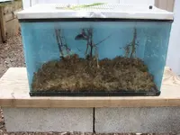BlackSwallowtailHatched3.webp