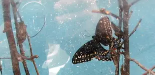 BlackSwallowtailHatched4.webp
