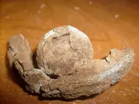 cannon1.webp