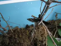 BlackSwallowtail5.webp