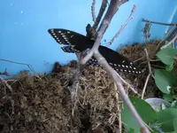 BlackSwallowtail6.webp