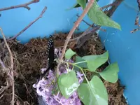 BlackSwallowtail7.webp