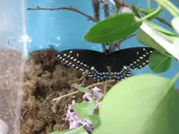 BlackSwallowtail8.webp